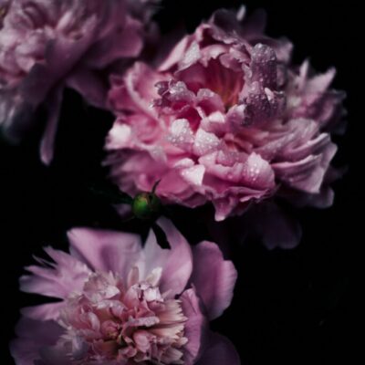 storiesullapelle.com - dew flowing on the peonies