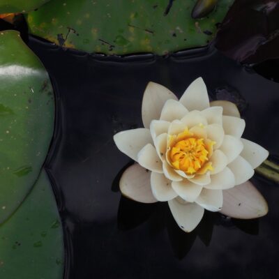 storiesullapelle.com - fiore di loto bianco su petrolio storiesullapelle.com - fiore di loto bianco su petrolio
