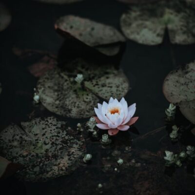 fiore di loto nello stagno fiore di loto nello stagno