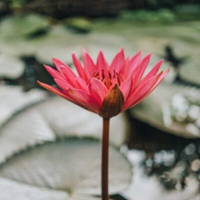 fiore di loto rosa fiore di loto rosa