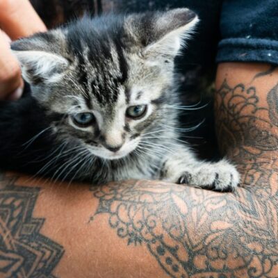 storiesullepelle.com - mandala tattoo and kitten